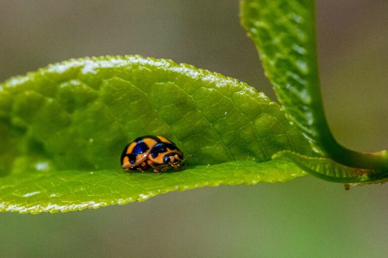 biodiversité